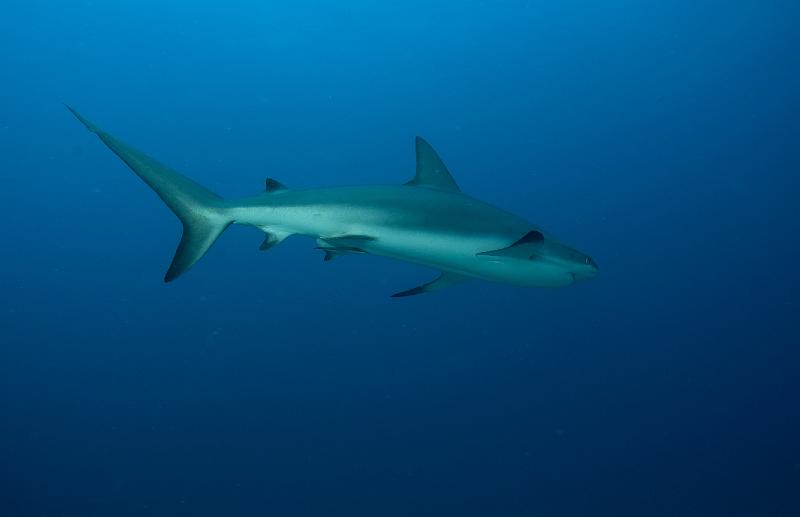 St Martin shark hotel 20 aout 2010_17.jpg